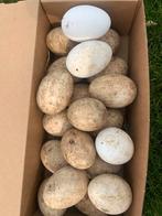 20 eieren Twentse landgans., Dieren en Toebehoren, Geslacht onbekend, Gans of Zwaan