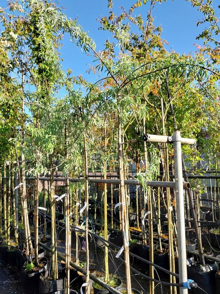 Pyrus salicifolia 'Pendula' - Treurwilgbladige Peer, Tuin en Terras, Planten | Bomen, Treurboom, Lente, 250 tot 400 cm, Ophalen