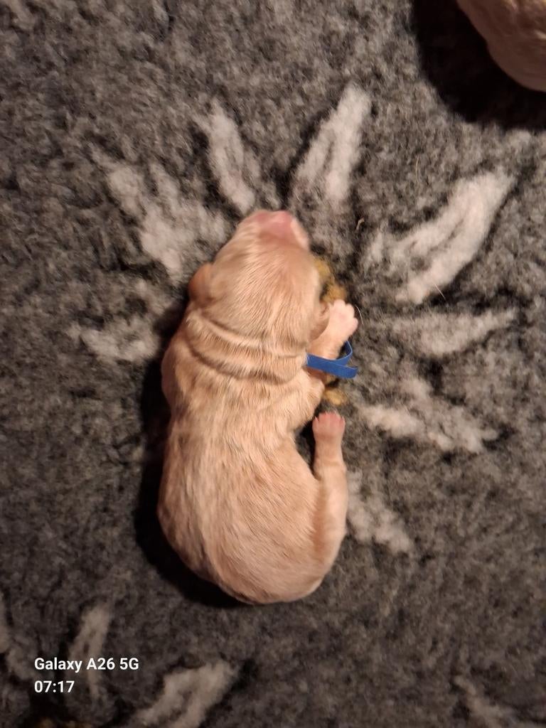 Prachtige blonde Labradoodles, Dieren en Toebehoren, Parvo, Overige rassen, 8 tot 15 weken, Meerdere dieren