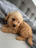 Toy poedel teefje, Dieren en Toebehoren, Poedel, Parvo, 8 tot 15 weken, Teef