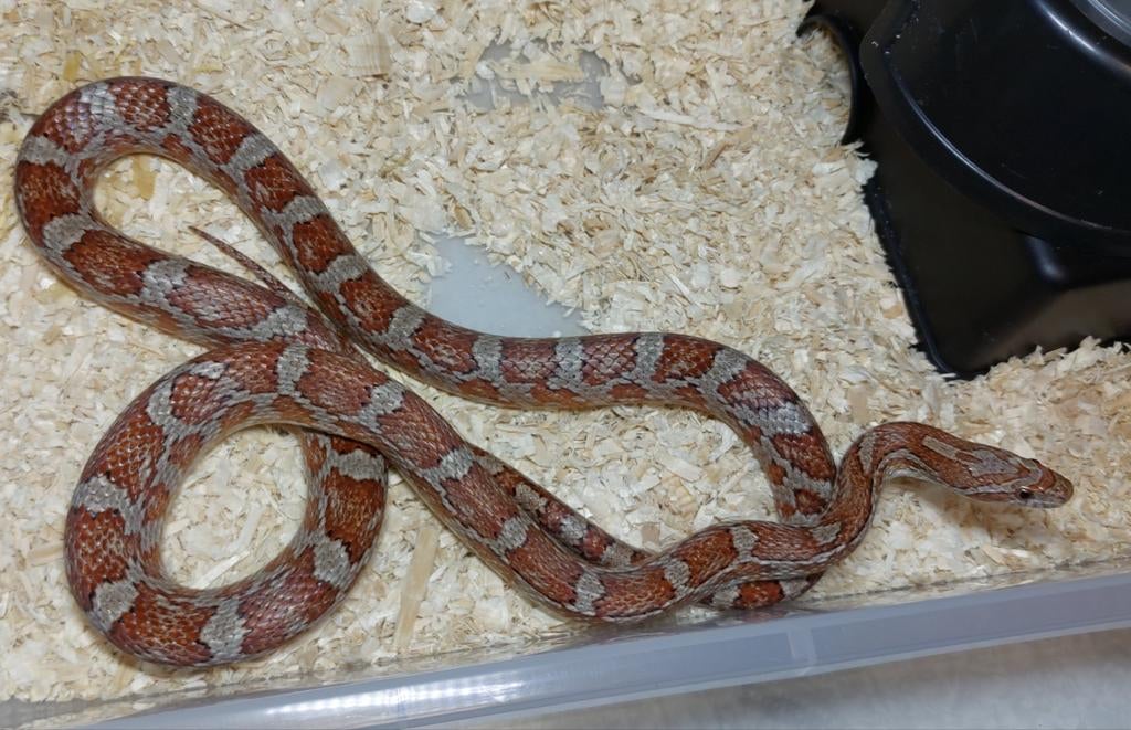 Pantherophis guttatus, Dieren en Toebehoren, Reptielen en Amfibieën, Slang, 0 tot 2 jaar