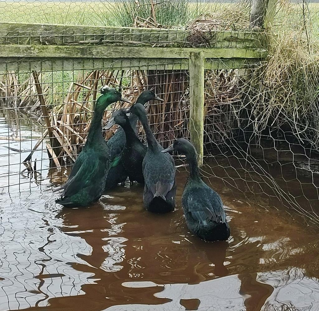 Broedeieren Indische loopeenden, Geslacht onbekend, Eend
