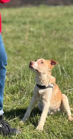 LIEVE PUPS ZOEKEN EEN THUIS – ZACK, ZURI & ZOLA, Particulier, 15 weken tot 1 jaar, Buitenland, Parvo