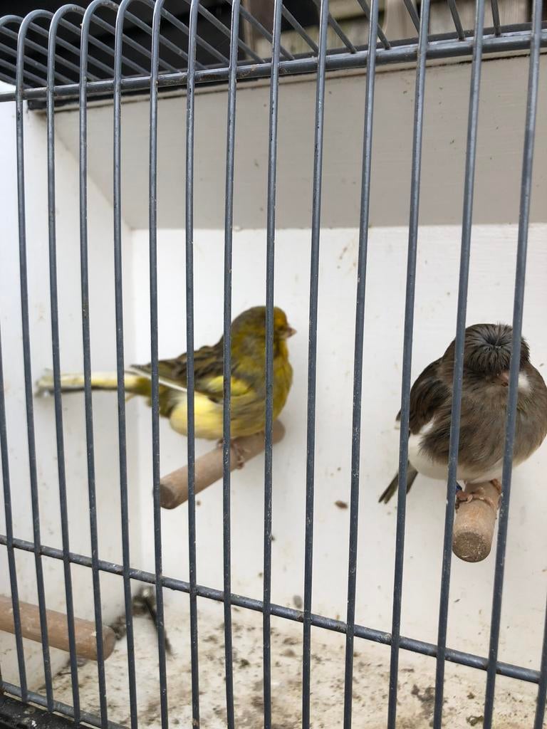 2 Gloster mannen, Dieren en Toebehoren, Mannelijk