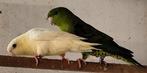 2 koppels Catharina, Dieren en Toebehoren, Vogels | Parkieten en Papegaaien, Meerdere dieren, Parkiet, Geringd