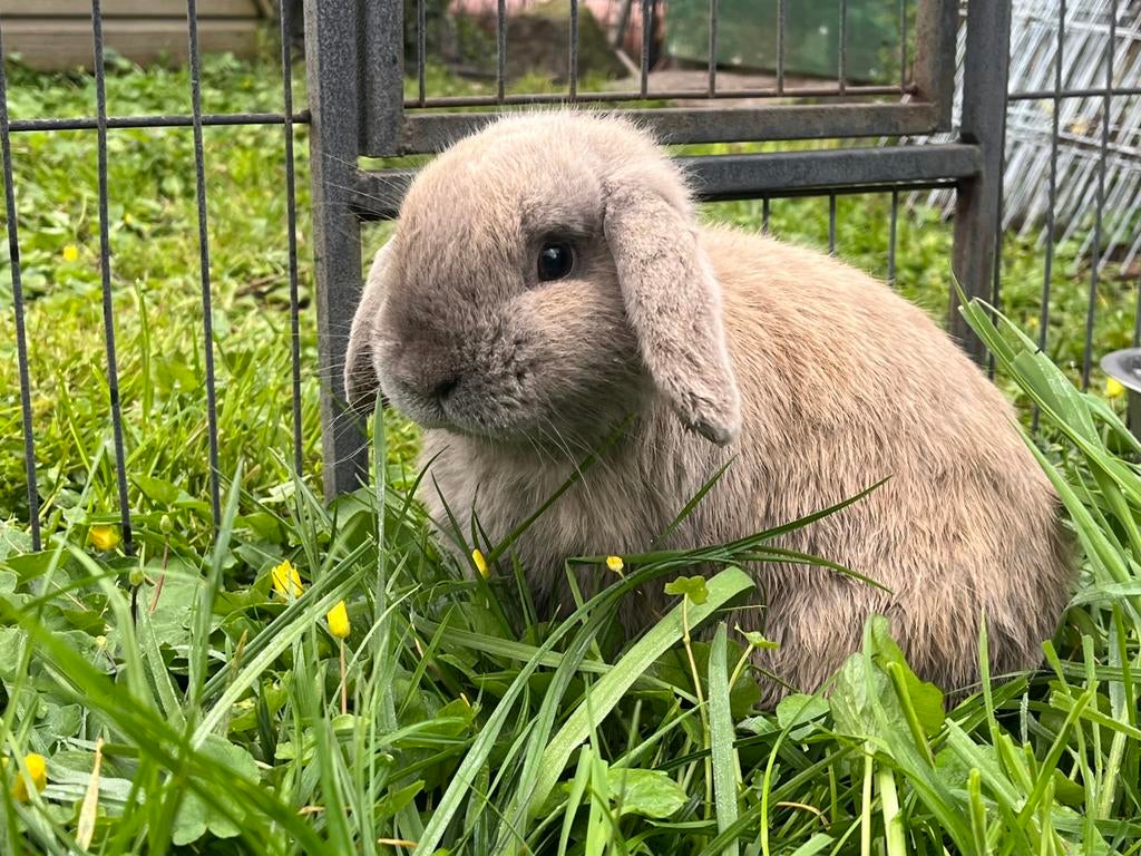 Knappe gecastreerde ram zoekt goed huisje, Mannelijk, Klein, Hangoor, 0 tot 2 jaar