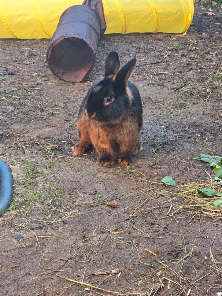 Prachtige Black & Tan konijn te koop!, Dieren en Toebehoren, Konijnen, Vrouwelijk