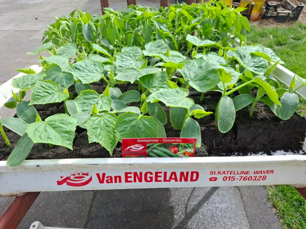 Komkommer& tros tomaten planten, Ophalen, Eenjarig, Groenteplanten, Volle zon