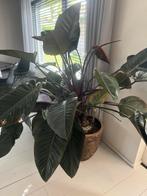 Grote kamerplant, 100 tot 150 cm, Overige soorten, Groene kamerplant, Halfschaduw