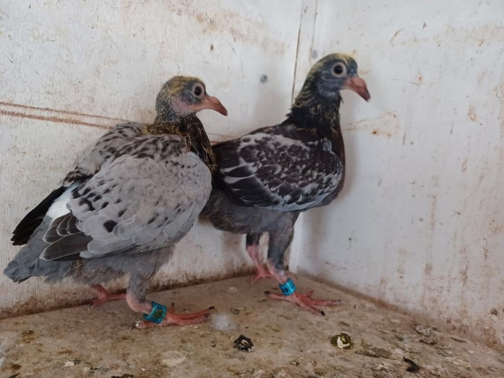 Jonge postduiven npo geringd, Meerdere dieren, Geringd