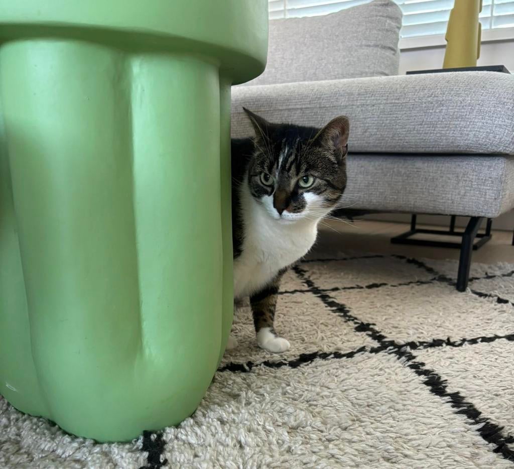 Lieve, rustige kater zoekt een rustig nieuw thuis, Kater, Gechipt, 3 tot 5 jaar