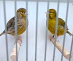Five fancy kanaries, Dieren en Toebehoren, Meerdere dieren, Kleurkanarie