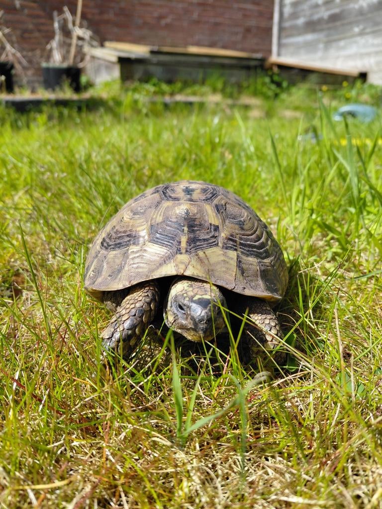 Griekse landschildpad, man. Tortoise - male for sale from Esther