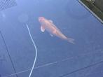 Koi karpers + steur met complete filterinstallatie, Dieren en Toebehoren, Vissen | Vijvervissen, Karper of Koi