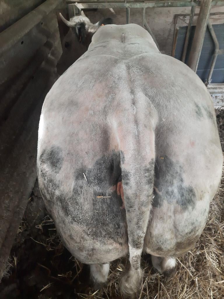 Te koop beste dikbil kalfkoe, Dieren en Toebehoren, Vrouwelijk