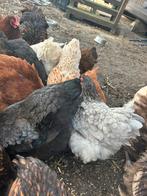 Orpington groot hennen en hanen, Dieren en Toebehoren, Pluimvee, Meerdere dieren, Kip