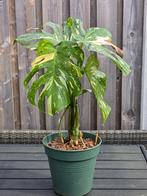 Monstera Thai Constellation XL P24, Huis en Inrichting, Kamerplanten, Ophalen, Halfschaduw, Minder dan 100 cm