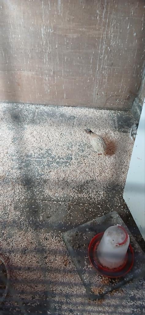 GRATIS Japanse Kwartel haan, Mannelijk, Overige soorten