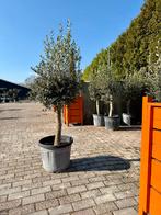 Olijfbomen ACTIE €89,95 Op=Op 180cm alleen afhaal, Lente, 100 tot 250 cm, Olijfboom, Ophalen