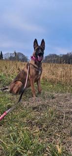 Mechelse herder x duitse herder teefje, Dieren en Toebehoren, Honden | Herdershonden en Veedrijvers, 15 weken tot 1 jaar, Teef