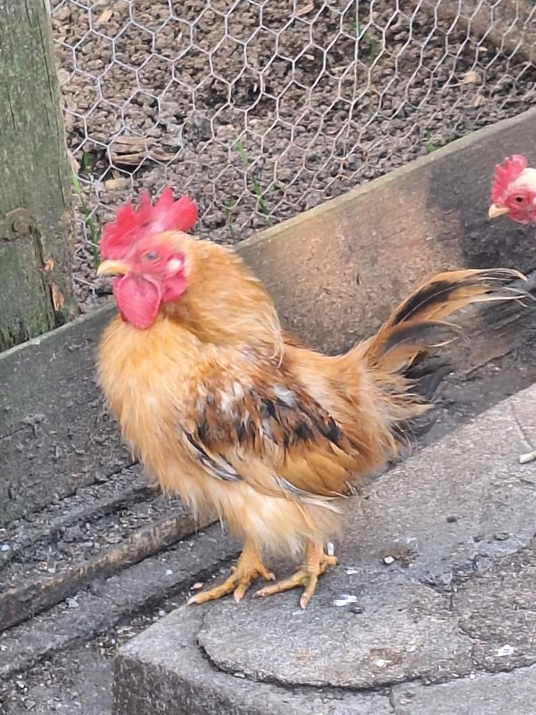 Serama zijvederig haan met 2 normale hennetjes, Meerdere dieren, Kip