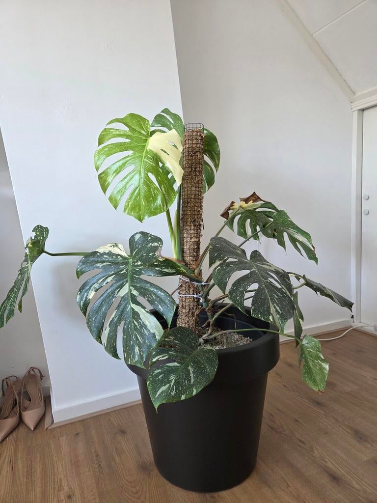Monstera thai constellation met Elho self-watering insert, Ophalen of Verzenden, In pot, Halfschaduw, Minder dan 100 cm