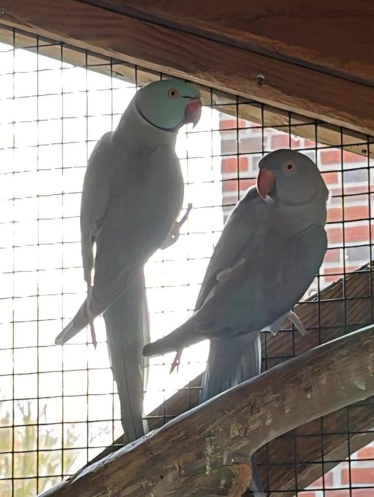 Halsband parkieten, Meerdere dieren, Parkiet