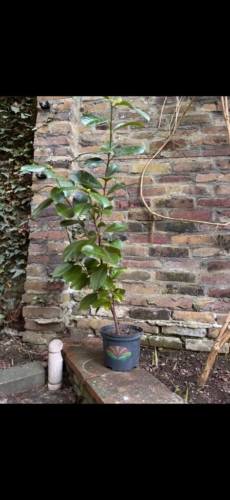 Portugese laurier, Tuin en Terras, Planten | Struiken en Hagen, Ophalen, Laurier, 100 tot 250 cm
