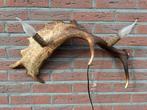 Geweien geweienlamp jacht Veluwe geweien edelhert wandlamp., Ophalen of Verzenden, Zo goed als nieuw