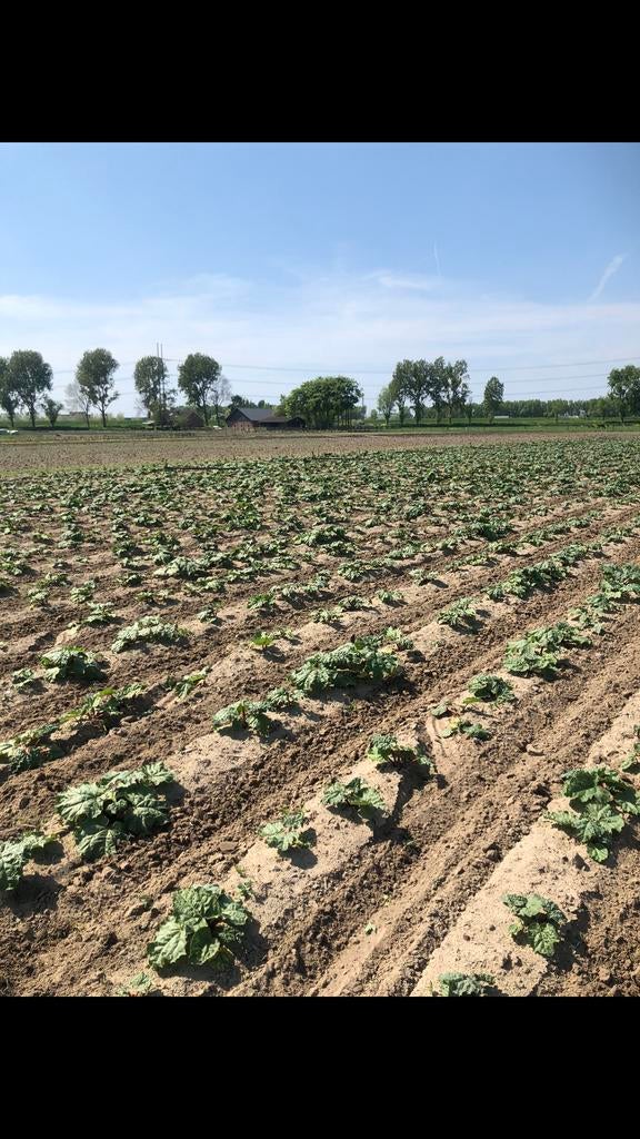 Rabarberplanten prijs per stuk 1 euro, Volle zon, Ophalen of Verzenden, Bloeit niet, Groenteplanten