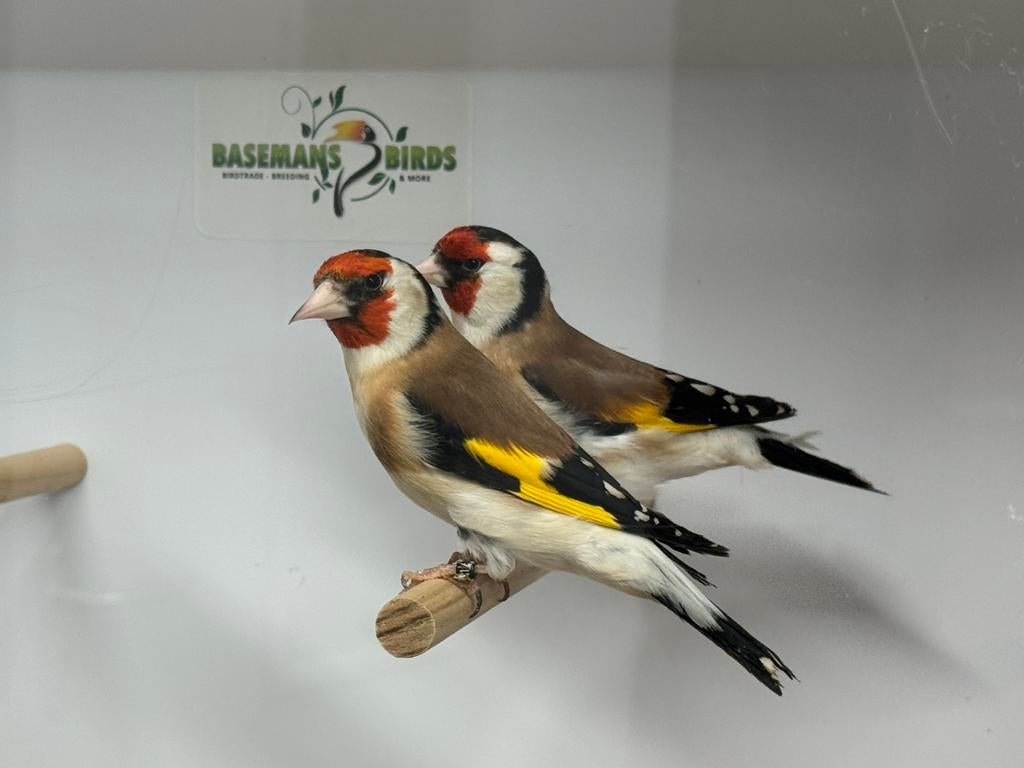 Majoor putters - carduelis carduelis, Dieren en Toebehoren, Meerdere dieren, Wildzangvogel, Geringd