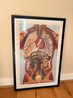 Ingelijste poster menselijk lichaam 43x63 cm, Ophalen, Minder dan 50 cm, Gebruikt, 50 tot 75 cm