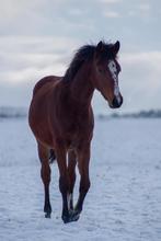 2 knappe jaarling merries, Dieren en Toebehoren, Pony's, Merrie, Met stamboom, Niet van toepassing, 0 tot 2 jaar