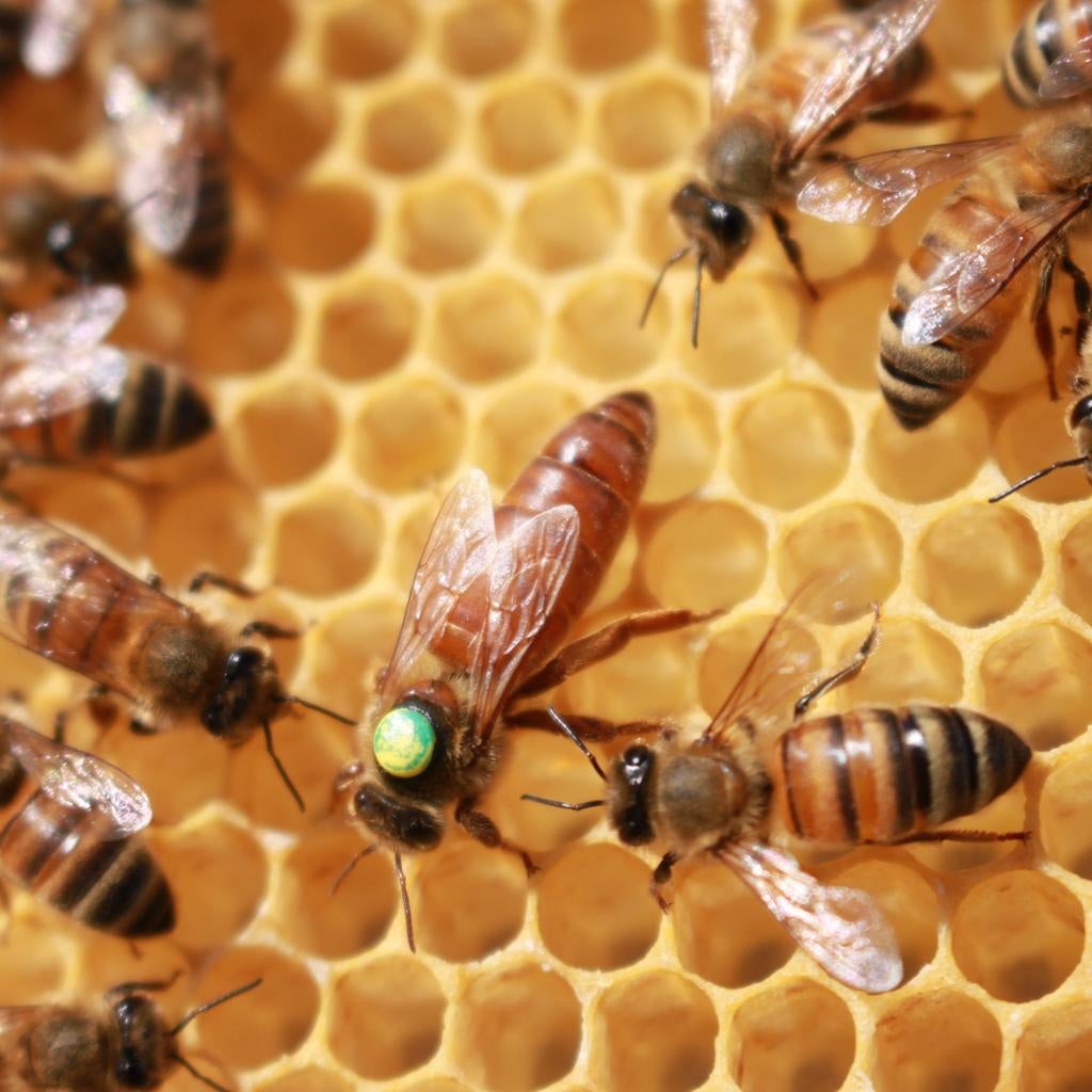Gezocht: Buckfast of Mellifera koningin, Dieren en Toebehoren, Bijen