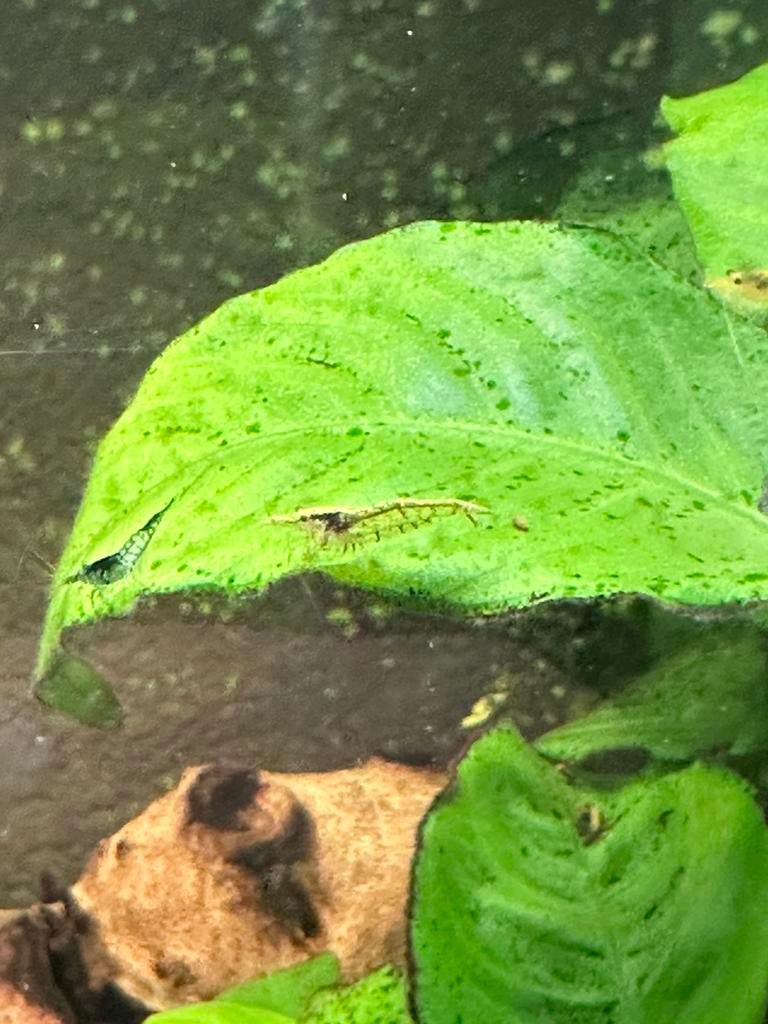 Garnalen mix zoetwater, Kreeft, Krab of Garnaal, Zoetwatervis, Schoolvis