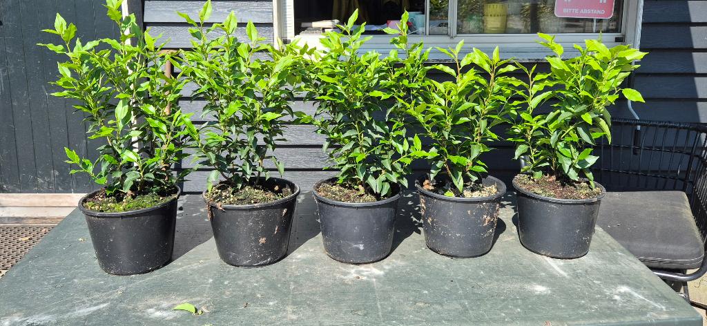 Portugese Laurier 40-50cm, Tuin en Terras, Planten | Struiken en Hagen, Ophalen, Laurier, Struik, Minder dan 100 cm