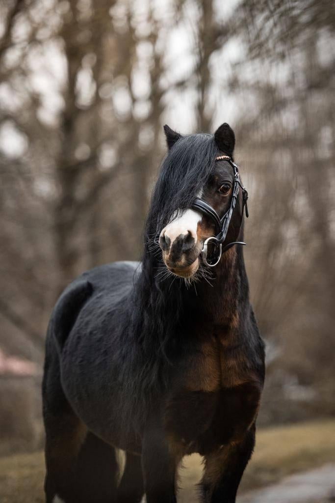 Mooie A welsh dekhengst ter dekking, Dieren en Toebehoren, Paarden en Pony's | Dekhengsten en Fokmerries, Hengst