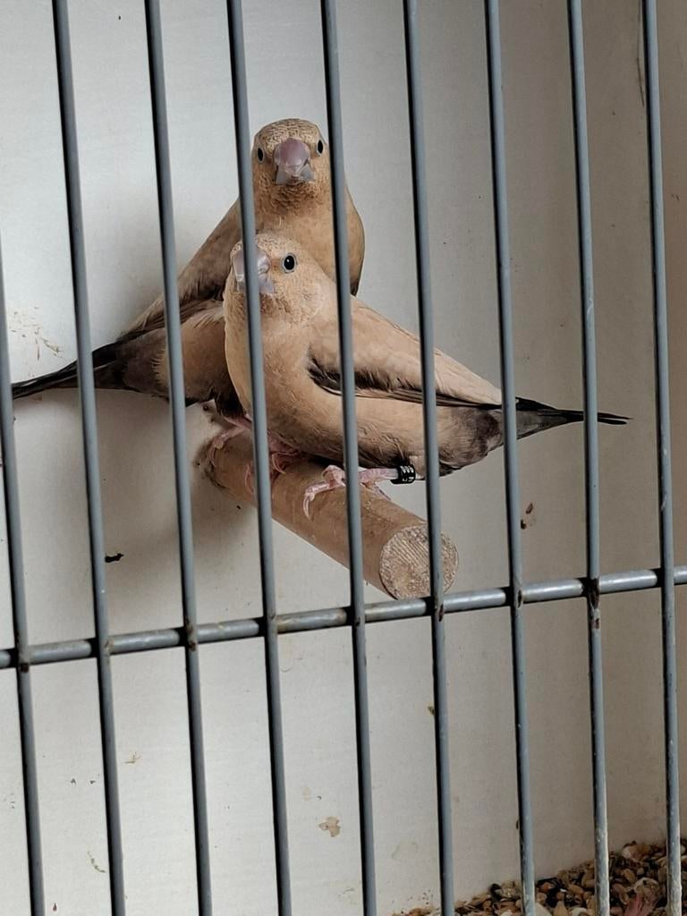 Koppel zilverbekjes db agaat, Dieren en Toebehoren, Vogels | Overige Vogels, Meerdere dieren