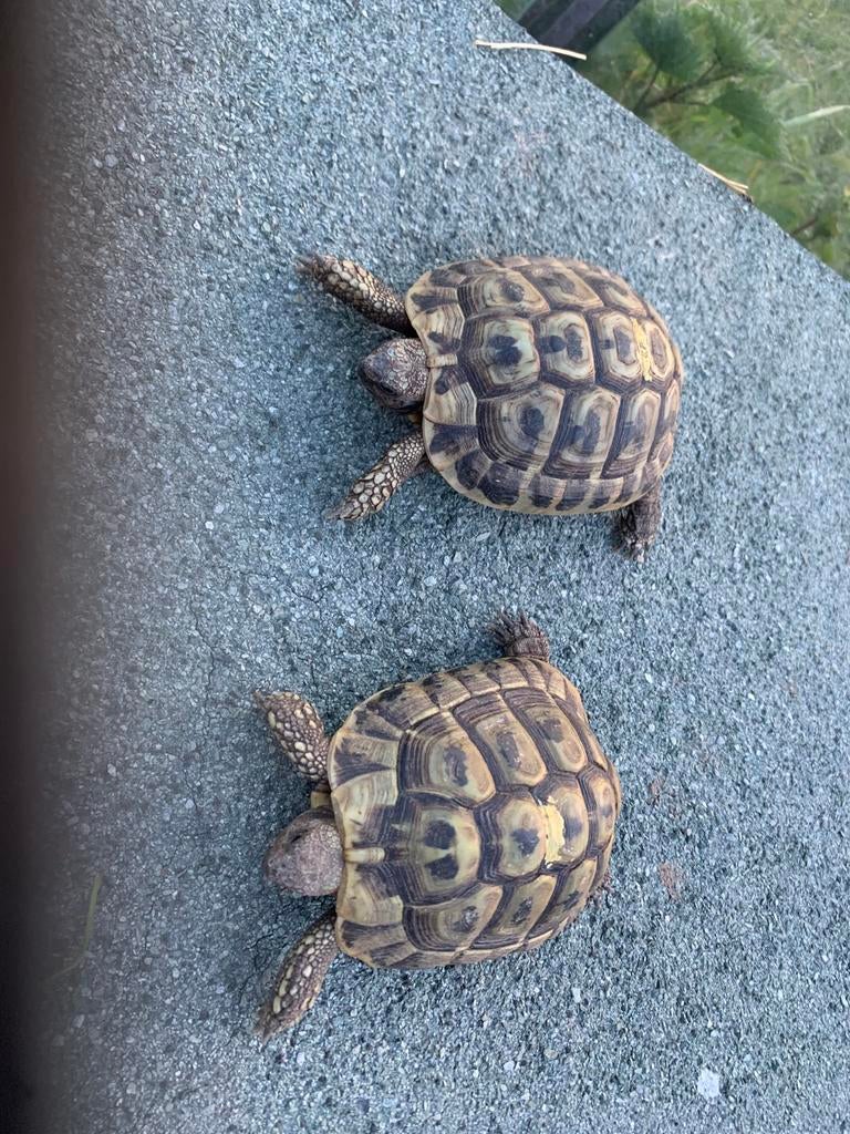 Griekse landschildpad - Testudo Hermanni Boetgerie, Dieren en Toebehoren, Reptielen en Amfibieën, Schildpad