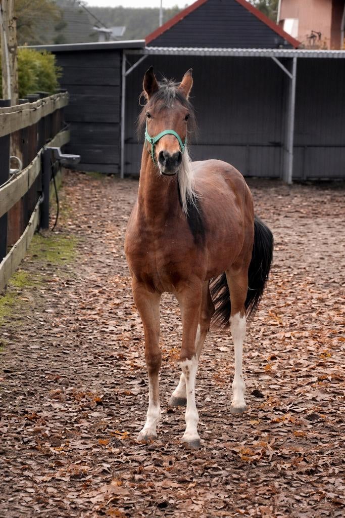 Prachtige 2 jarige met veel behang ️, Dieren en Toebehoren, Paarden, Minder dan 160 cm, 0 tot 2 jaar, Hengst, Gechipt