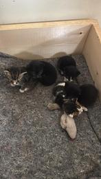 Prachtig nestje kittens te koop!, Meerdere dieren, Ontwormd, 0 tot 2 jaar