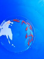 Goudvissen 7-10 cm desgewenst bezorgd aan huis, Dieren en Toebehoren, Vissen | Vijvervissen, Goudvis(sen)