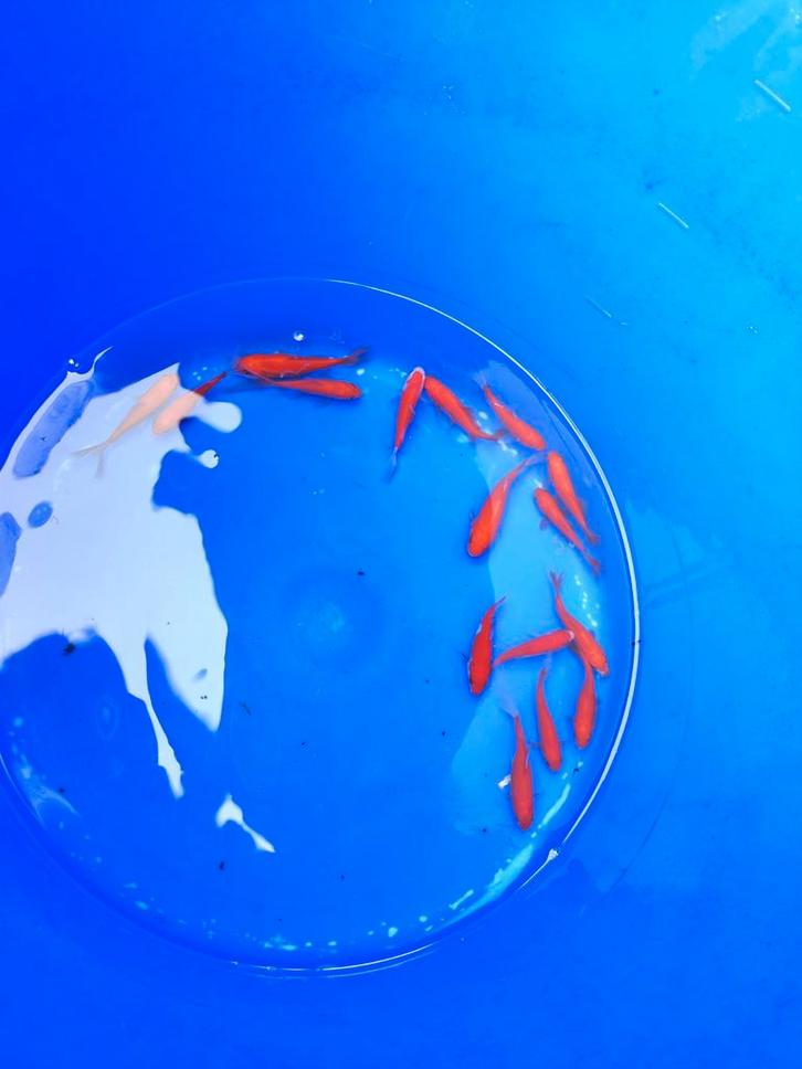 Goudvissen 7-10 cm desgewenst bezorgd aan huis, Dieren en Toebehoren, Vissen | Vijvervissen, Goudvis(sen)