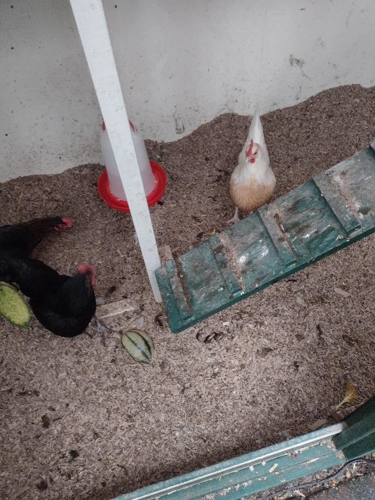 kippen, Dieren en Toebehoren, Pluimvee, Vrouwelijk, Kip