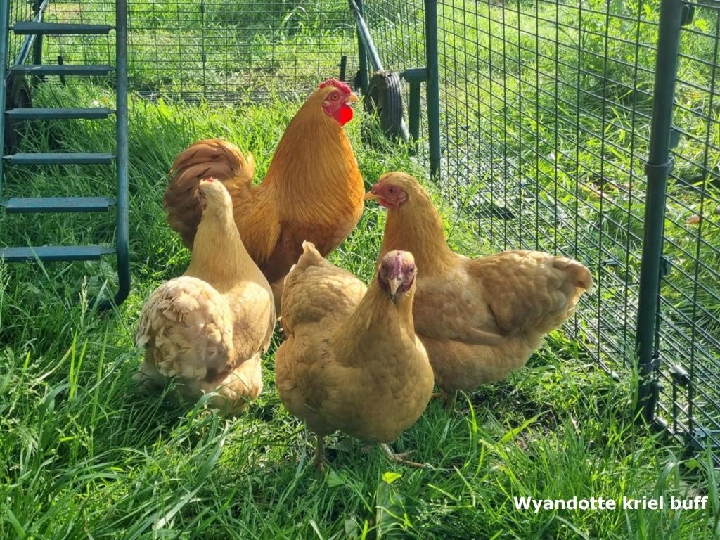 Broedeieren Wyandotte buff (kriel), Dieren en Toebehoren, Pluimvee, Geslacht onbekend, Kip