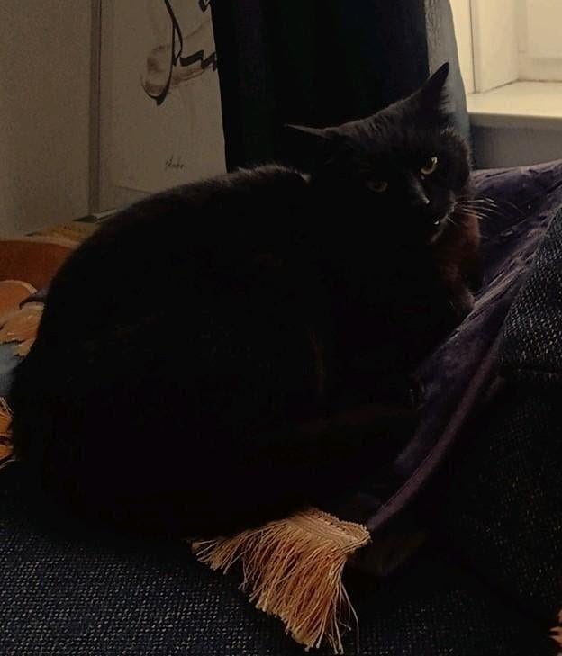 Mooie, lieve Europese korthaar, Kater, Gechipt, 3 tot 5 jaar