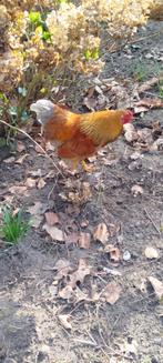 GRATIS: Mooie kriel Haan, Wyandotte van zomer 2025, Dieren en Toebehoren, Pluimvee, Mannelijk, Kip