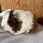 Jong cavia mannetje mixje, Maart, Mannelijk, Cavia