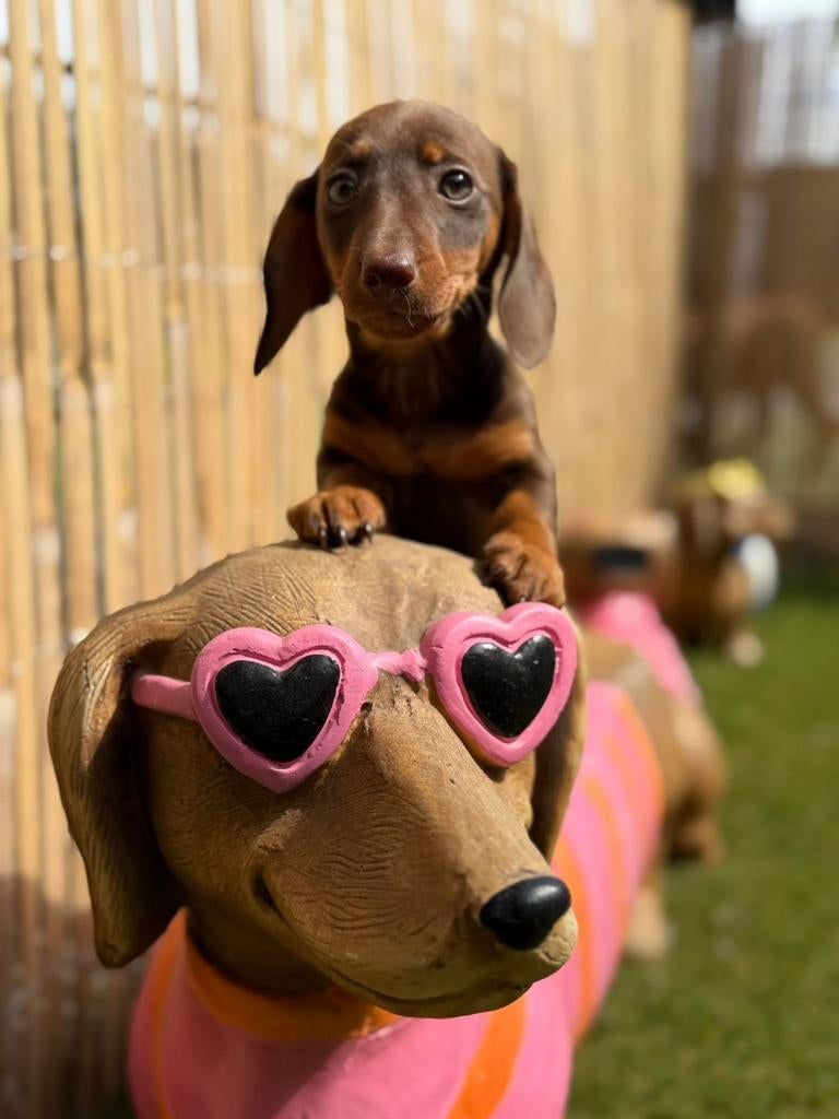 Zeer lieve en mooie dwergteckel pups, 8 tot 15 weken, Korthaar, Dwerg, Meerdere