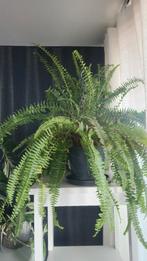 Mooie groene kamerplant Krulvaren Nephrolepis 'Green Lady', Ophalen of Verzenden